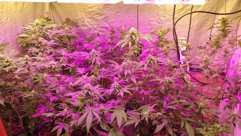 La FPA detuvo a un individuo mayor de edad y desbarató un invernadero de marihuana en la ciudad de Villa María