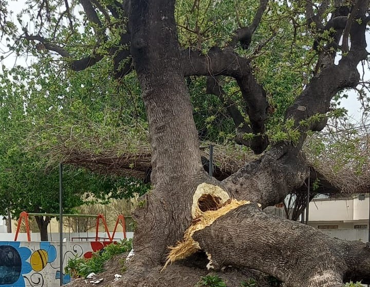 El fuerte viento derribó el histórico árbol centenario de la Escuela Rivadavia