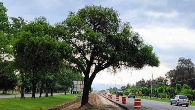 Una empresa de grúas dijo “no” y Villa Allende se planta para salvar un quebracho