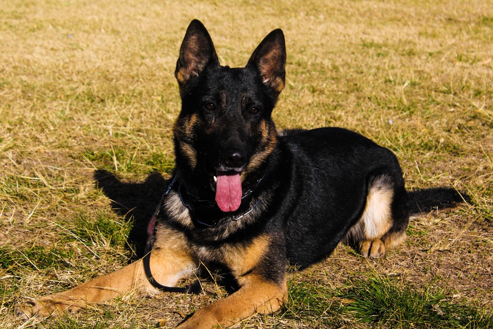 Se retiró Juez, el perro más veterano de la Brigada Canina de Policía Ambiental