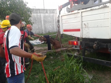 Gral Roca: bomberos rescataron a un caballo que cayó a un pozo