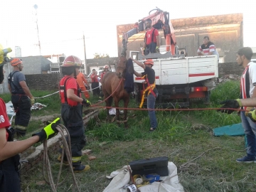 Gral Roca: bomberos rescataron a un caballo que cayó a un pozo