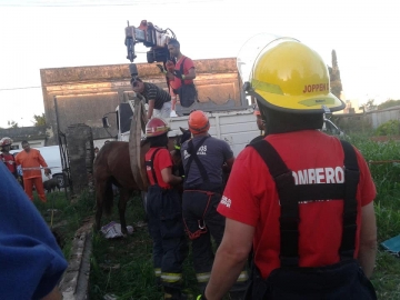 Gral Roca: bomberos rescataron a un caballo que cayó a un pozo