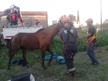 Gral Roca: bomberos rescataron a un caballo que cayó a un pozo