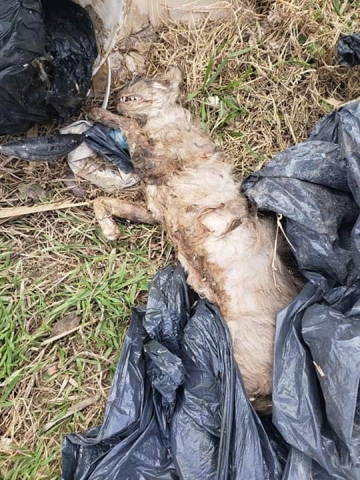 Armstrong: Aportarán lugar para protectora por la ola de maltrato animal