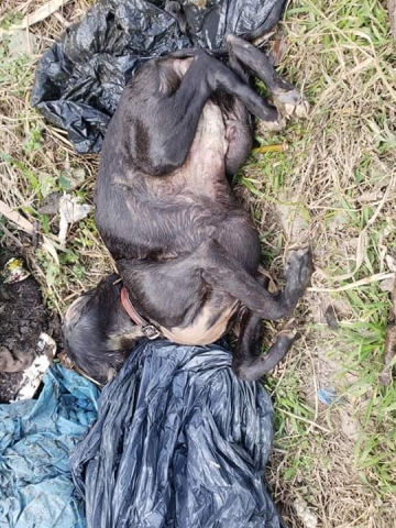 Armstrong: Aportarán lugar para protectora por la ola de maltrato animal