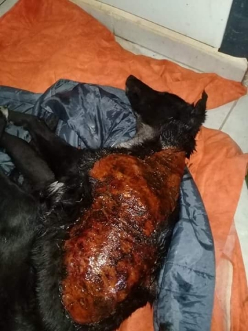 Armstrong: Aportarán lugar para protectora por la ola de maltrato animal