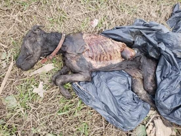 Armstrong: Aportarán lugar para protectora por la ola de maltrato animal