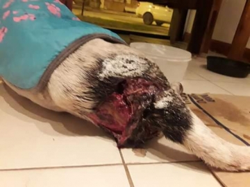 Armstrong: Aportarán lugar para protectora por la ola de maltrato animal