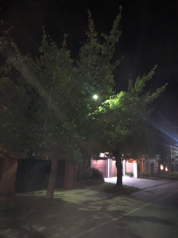 Vecino propone poda correctiva en distintas calles de la ciudad