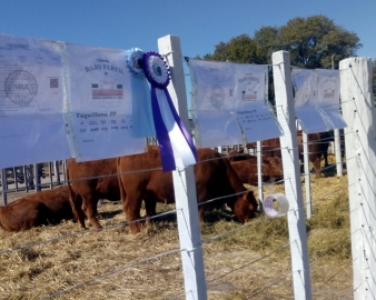 Viernes 20: L’Arachide subasta 35 toros y 400 vientres Angus Colorados