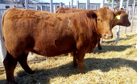 Viernes 20: L’Arachide subasta 35 toros y 400 vientres Angus Colorados