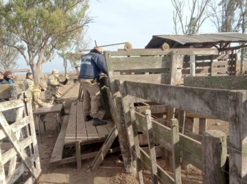 Allanamiento positivo por estafa con secuestro de animales vacunos 
