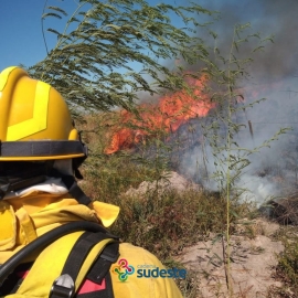 Bombero sufre herida intentando salvar a un oso hormiguero 
