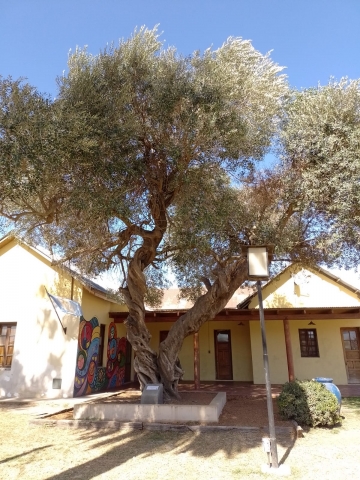 Día del árbol: Se plantaron 60 árboles e idearon colocarle placas