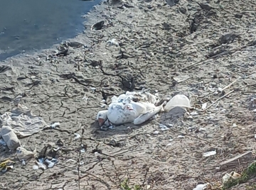 Preocupación por los patos desorientados que circulan por la ciudad