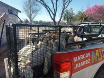 Patos que circulaban por las calles fueron trasladados a la Laguna Bianchi