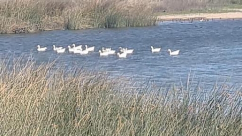 Patos que circulaban por las calles fueron trasladados a la Laguna Bianchi